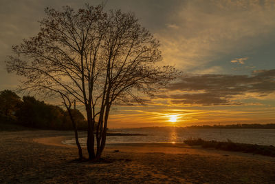 Bare tree against sky during sunset