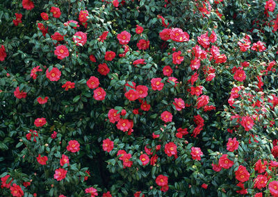 Full frame of red flowering plants