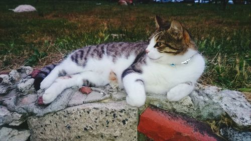 Cat resting on floor