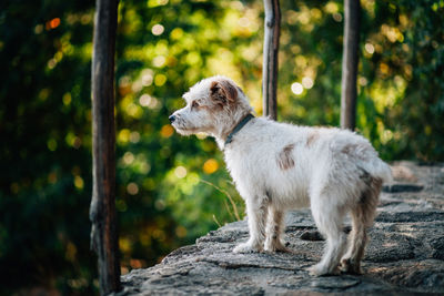 Close-up of dog standing on retaining wall against trees