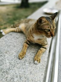 Close-up of cat sitting on marble