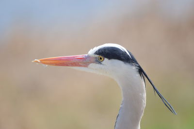 Close-up of grey heron