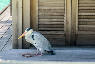 Side view of a heron perching on wood