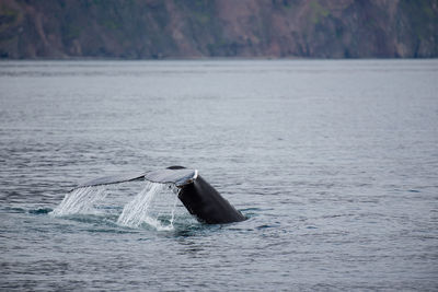 Whale swimming in sea