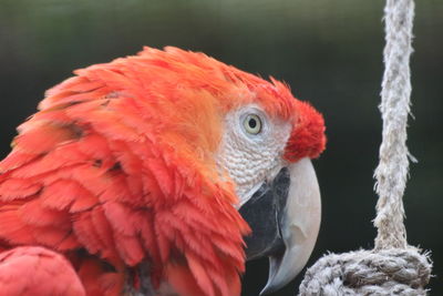 Close-up of parrot