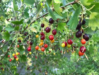 Close-up of berries growing on tree