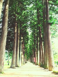 Narrow pathway along trees