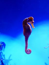 Turtle swimming in sea