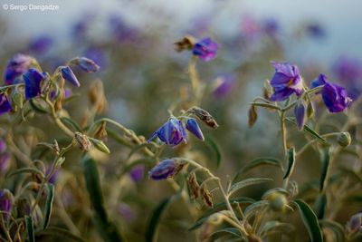 Close-up of bee on purple flowers