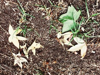 High angle view of plants growing on field