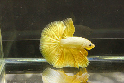 Close-up of fish swimming in sea