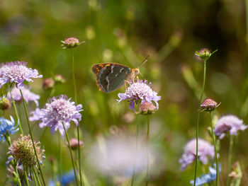 Close-up of butterfly pollinating on purple flower