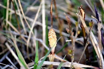 Close-up of mushroom growing on field