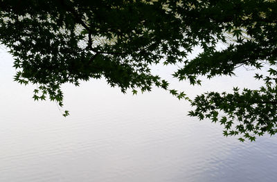 Tree by lake against sky