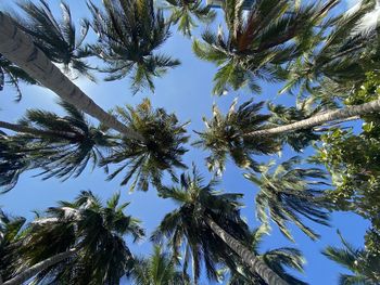 Low angle view of coconut palm trees against blue sky