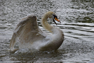 Birds in calm water