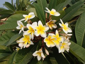 Close-up of yellow flowering plants