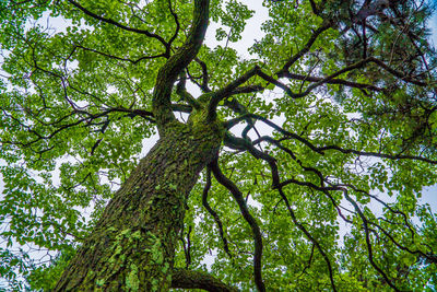 Low angle view of tree against sky