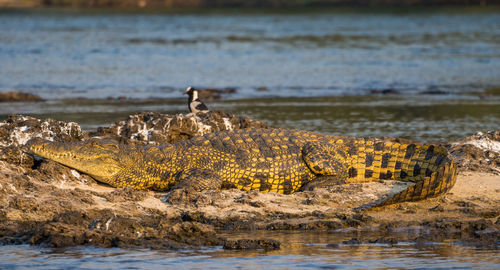 Close-up of crocodile in river