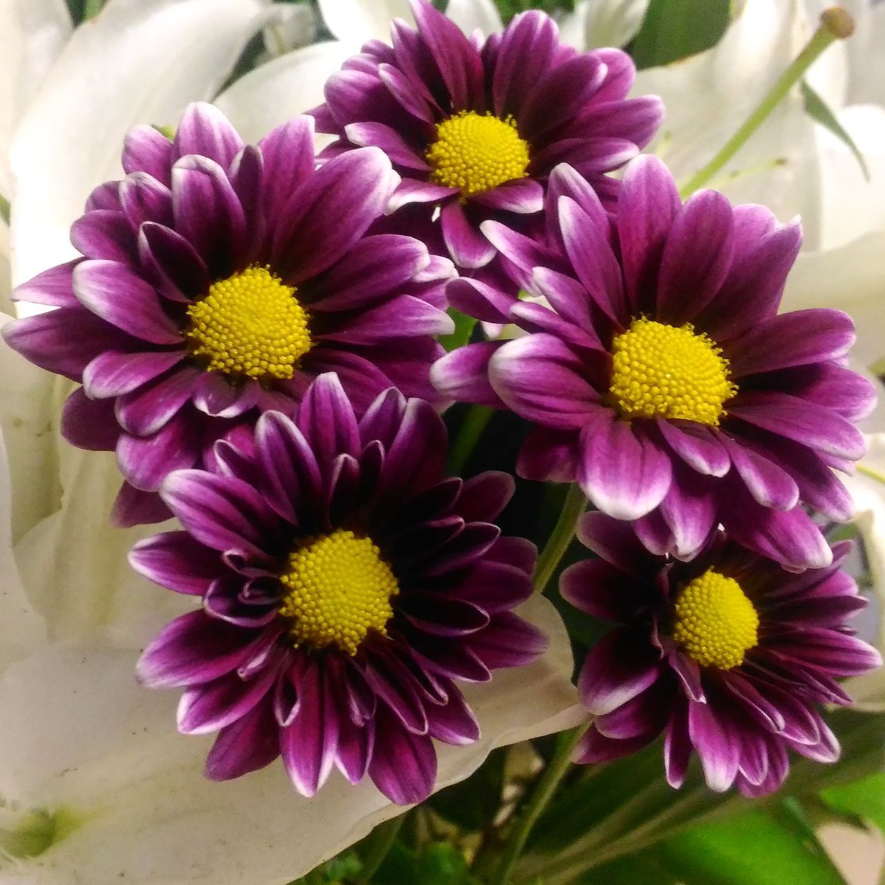 CLOSE-UP OF PURPLE FLOWERING PLANTS