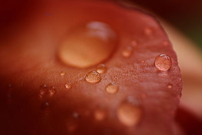 Close-up of wet flower