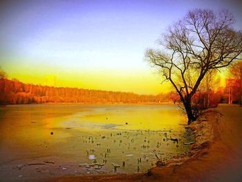 Bare trees on landscape at sunset