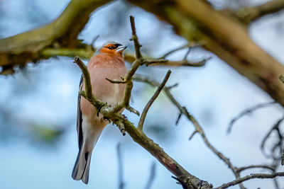 Close-up of bird perching on branch
