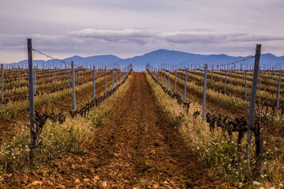 Vineyard against sky