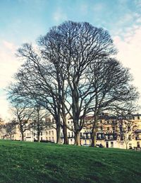 Bare trees against sky