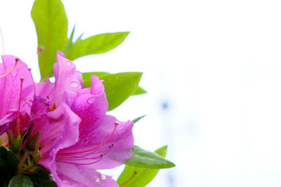 Close-up of pink rose flower against white background