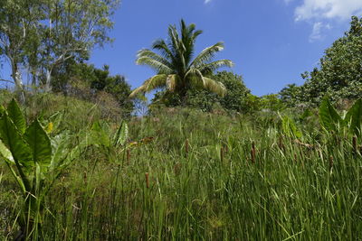 Palm trees on field against sky