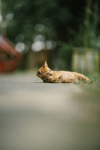 Low angle view of cat sitting on surface