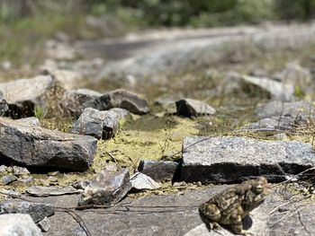 Surface level of rocks on field