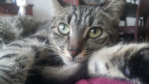 Close-up portrait of cat at home