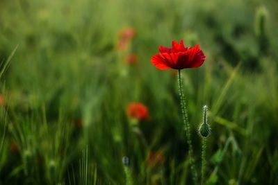 Close-up of red poppy blooming in field