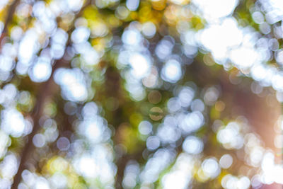 Defocused image of plants