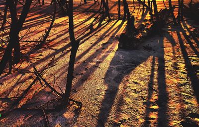 Shadow of trees on landscape