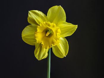 Close-up of yellow rose against black background