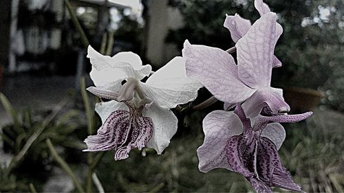 Close-up of white flowers blooming outdoors