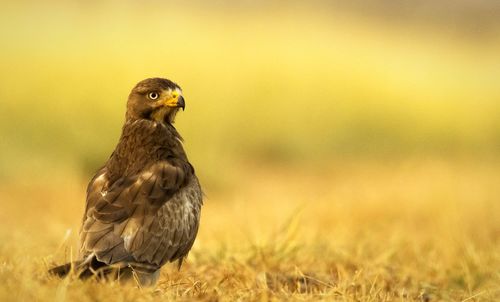 Close-up of bird on land