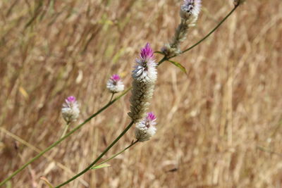 Close-up of flower plant