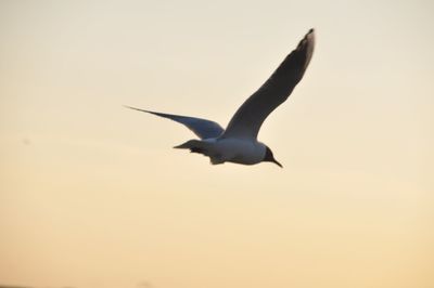 Low angle view of seagull flying against clear sky