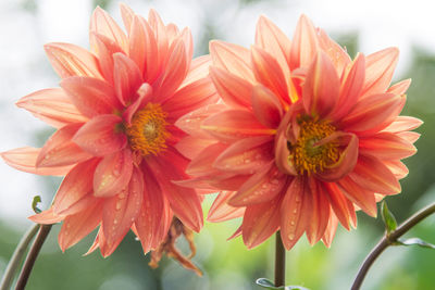 Colored chrysanthemums in the field in spring