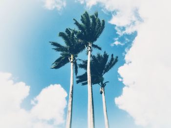 Low angle view of palm tree against sky