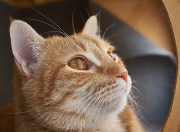 Close-up of cat looking away