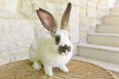 Close-up of a rabbit sitting at home