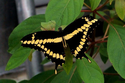 Close-up of butterfly on leaf