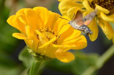 Close-up of bee pollinating on yellow flower