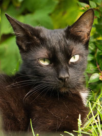 Close-up portrait of a cat