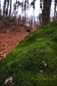 Close-up of moss growing on tree trunk